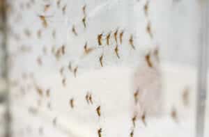 Large group of mosquitoes attached to a net