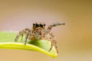 Close up of a jumping spider on a leaf