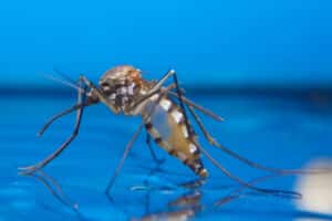 Mosquito standing on water