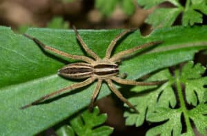 Close up of a wolf spider on a leaf